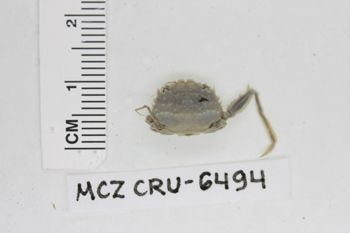Media type: image;   Invertebrate Zoology CRU-6494 Description: Preserved specimen.;
